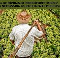 Anistia de Dívidas de Produtores Rurais: Solução Necessária ou Precedente Perigoso?
